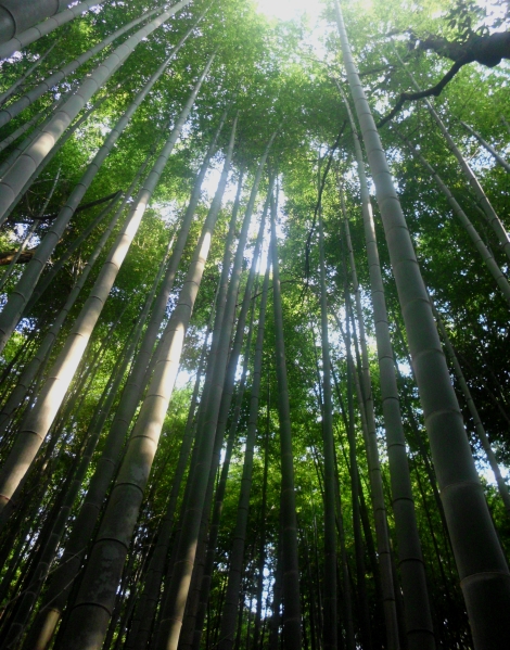 Sagano bamboo forest in Arashiyama